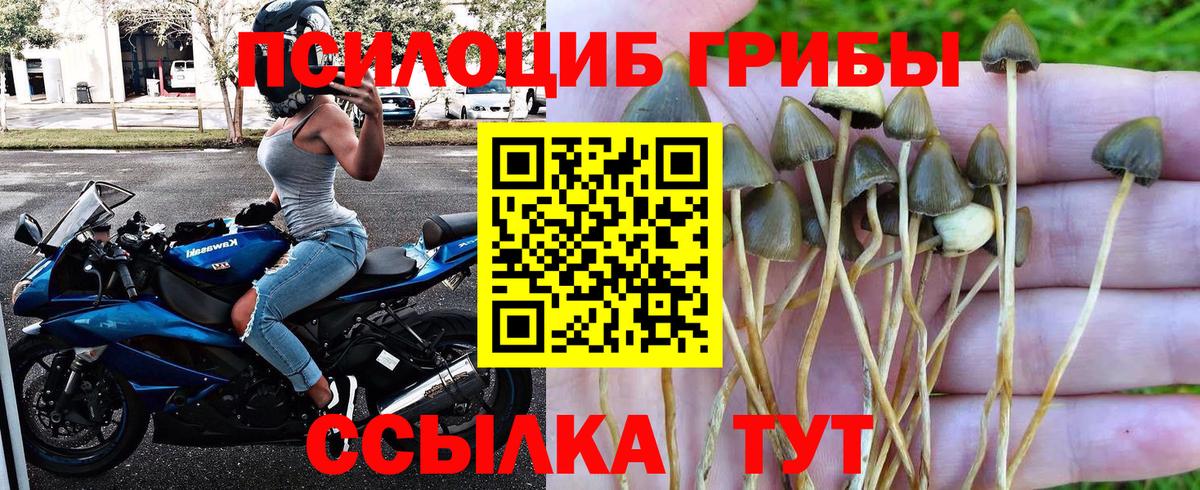 Псилоцибиновые грибы прущие грибы Лесной